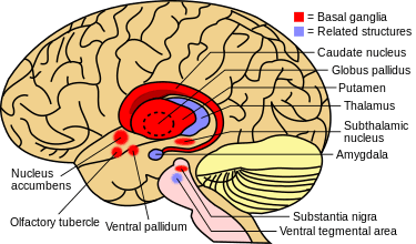 Cover Image for Drug Affects The Brain