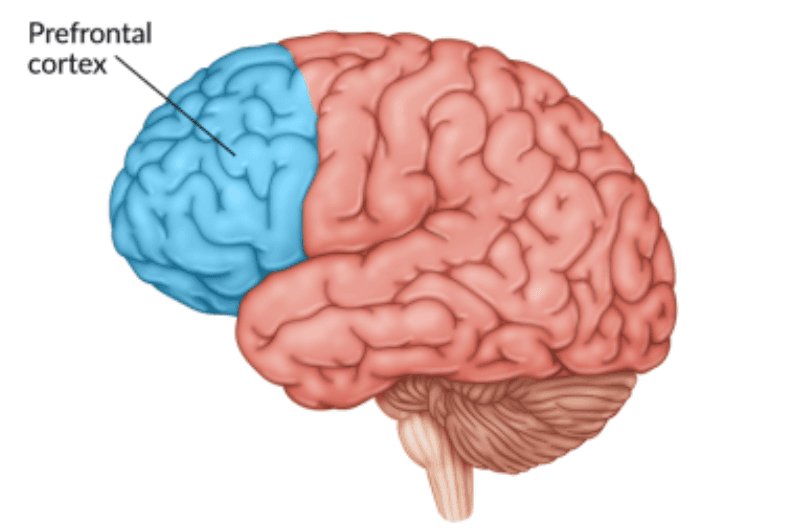 Cover Image for Drug Affects The Brain