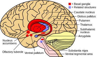 3_basal.png